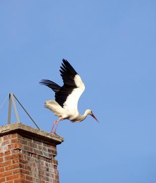 Povratek preddvorskih štorkelj (6)